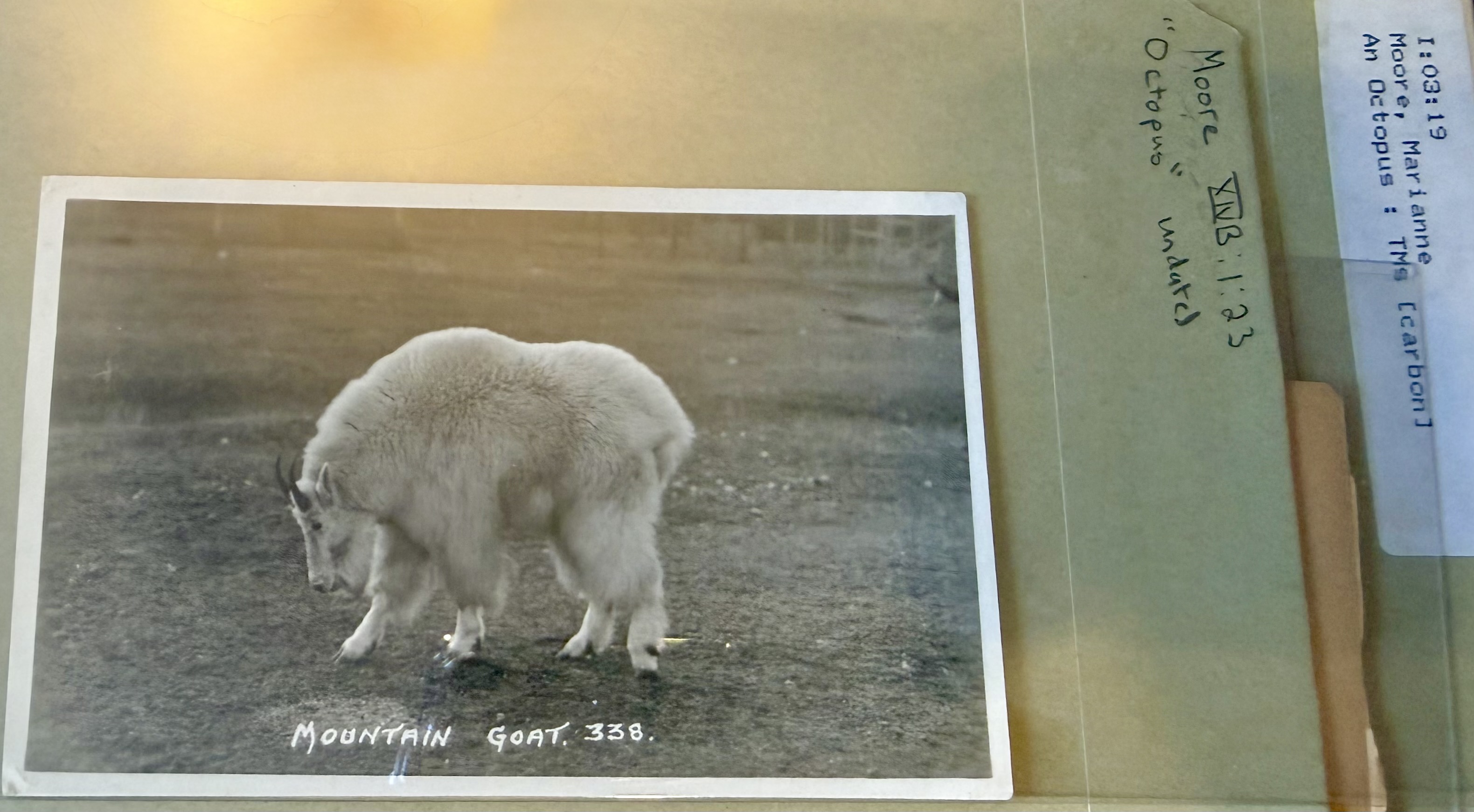 A photo of a mountain goat Moore saw and preserved, the animal featured in An Octopus