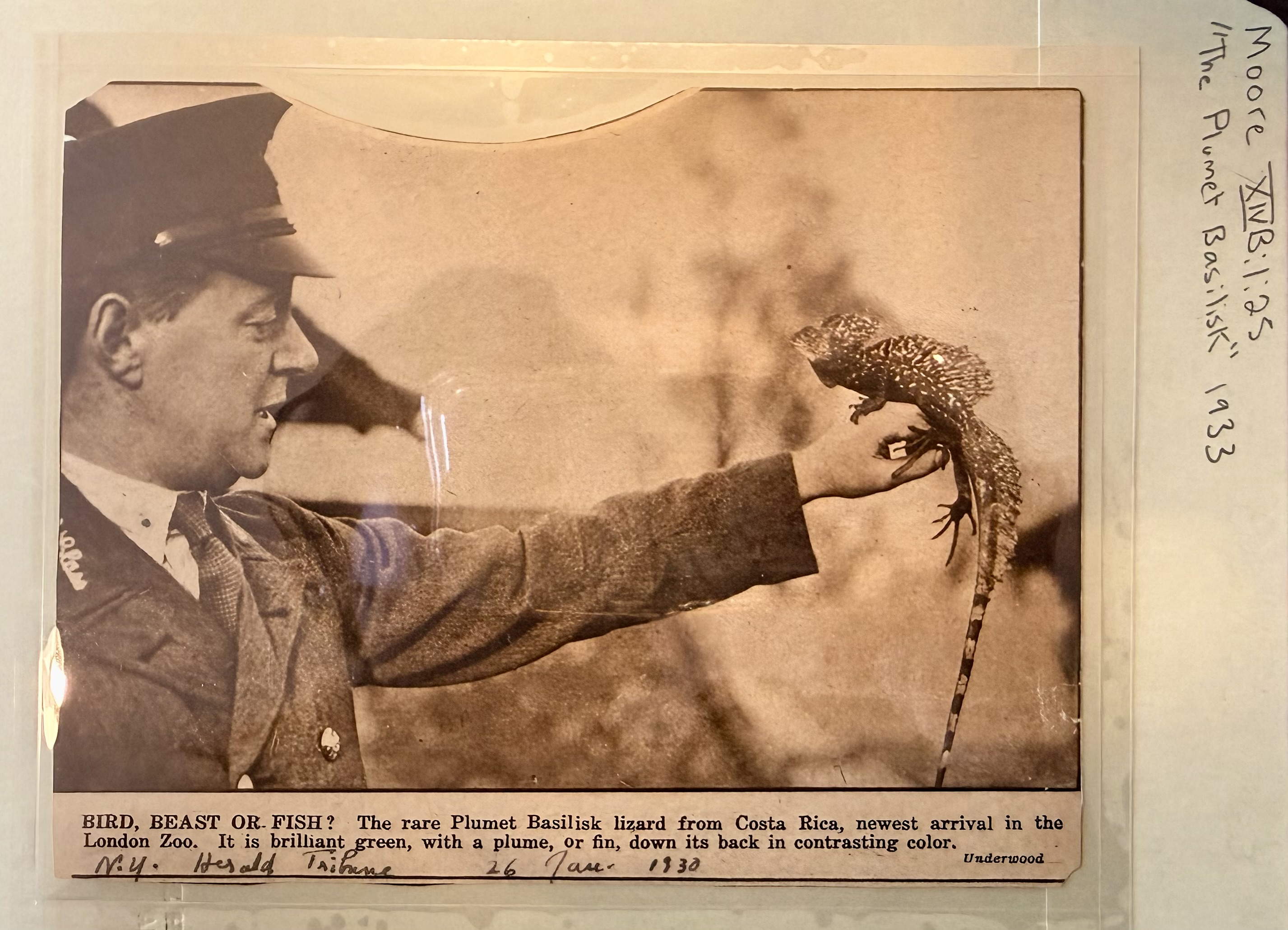 The Plumet Basilisk Moore saw in the New York Herald